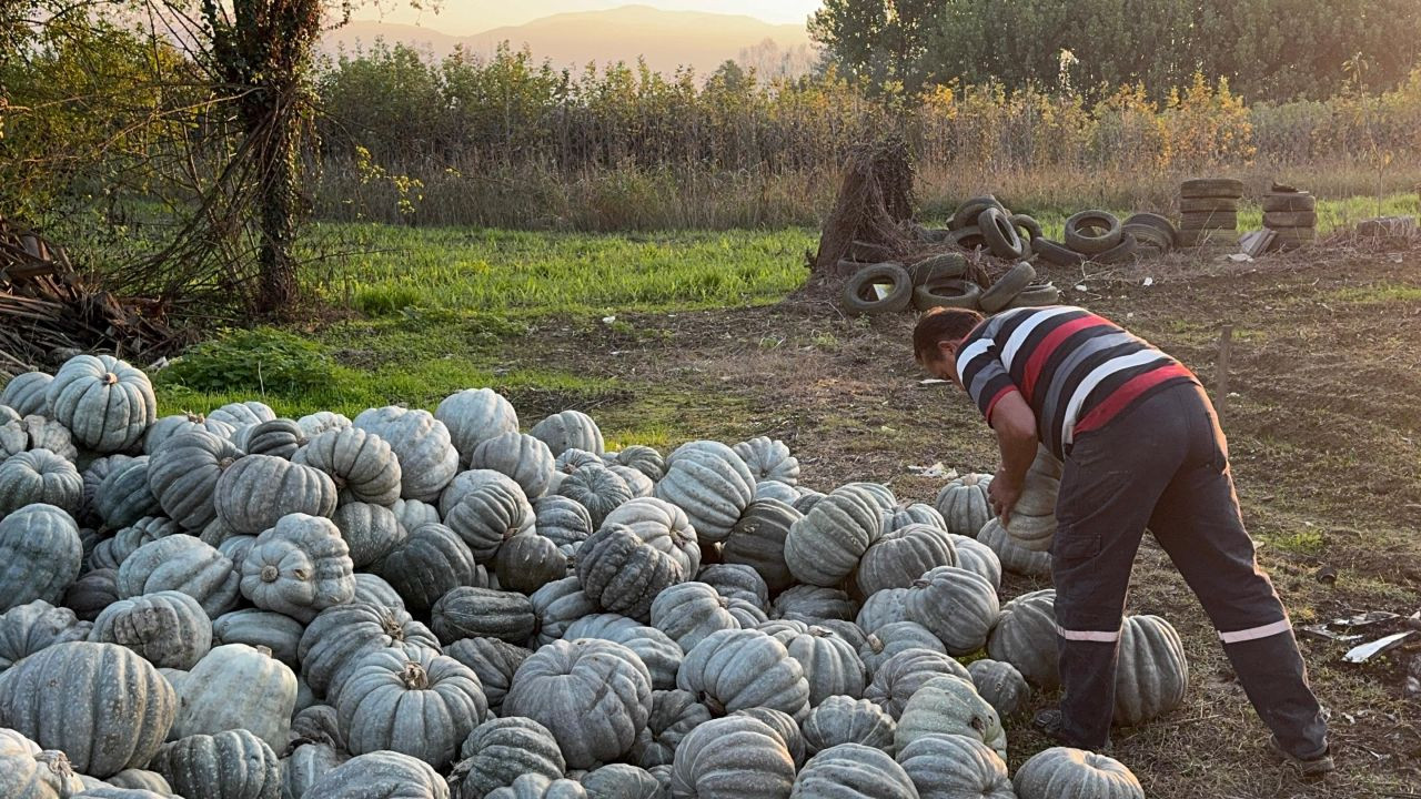 Bal kabağı kilosu 10 liradan tezgahta - Sayfa 2