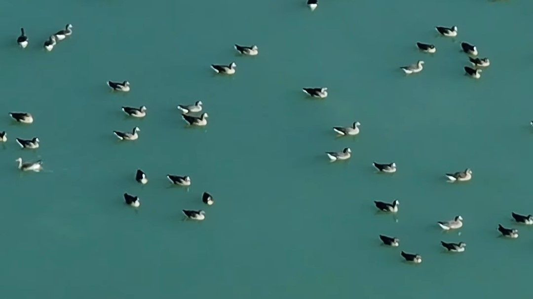 Van'da Bu Yıl Ercek Gölü Kıyısında Yaban Kazları Görsel Şölen Oluşturdu - Sayfa 1