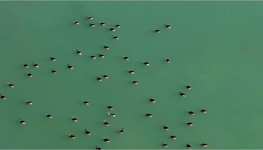 Van'da Bu Yıl Ercek Gölü Kıyısında Yaban Kazları Görsel Şölen Oluşturdu - Sayfa 2