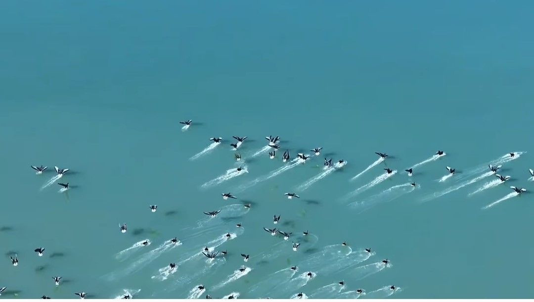 Van'da Bu Yıl Ercek Gölü Kıyısında Yaban Kazları Görsel Şölen Oluşturdu - Sayfa 5