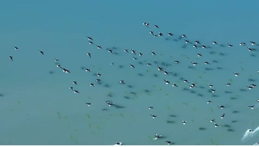 Van'da Bu Yıl Ercek Gölü Kıyısında Yaban Kazları Görsel Şölen Oluşturdu - Sayfa 7