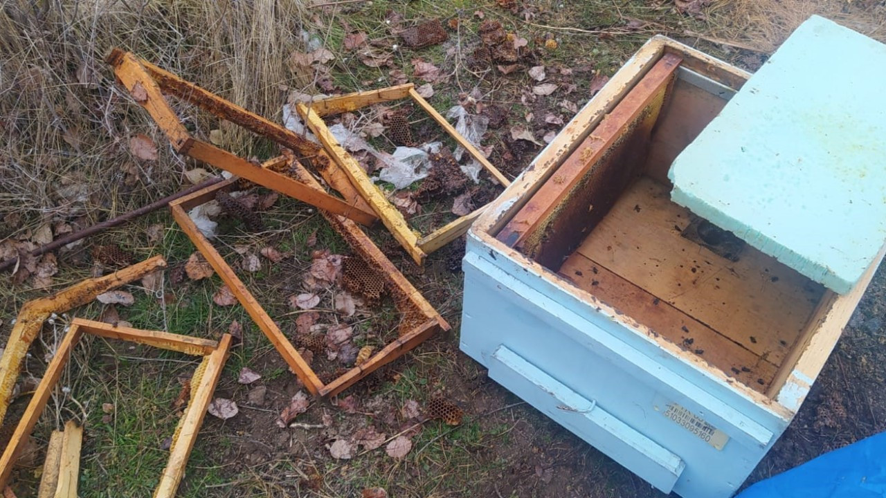 Muradiye’de Ayılar Kovanlara Ve Kümes Hayvanlarına Saldırdı