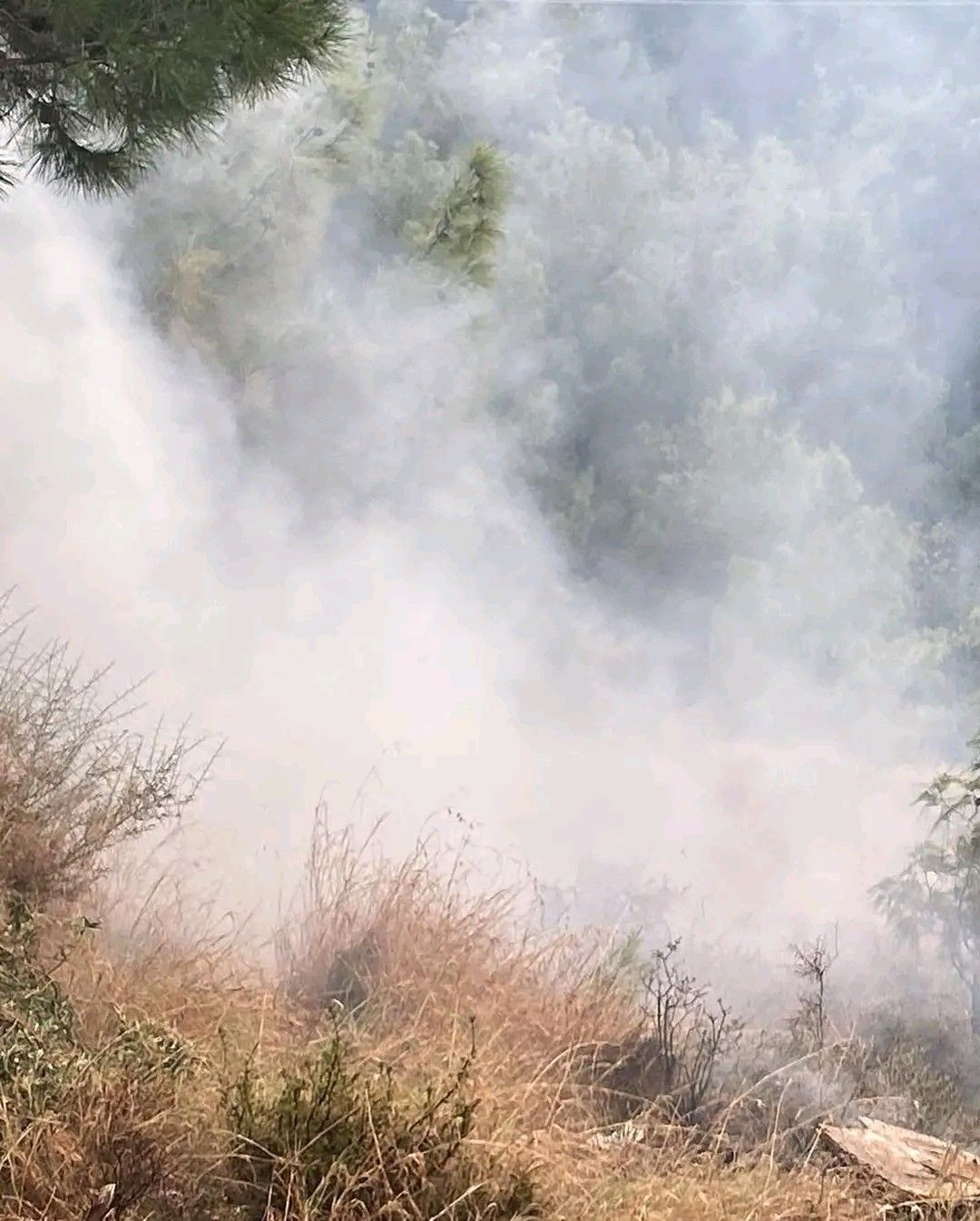 İskenderun’da Orman Yangını Korkuttu: Ekipler Müdahale Etti - Sayfa 1