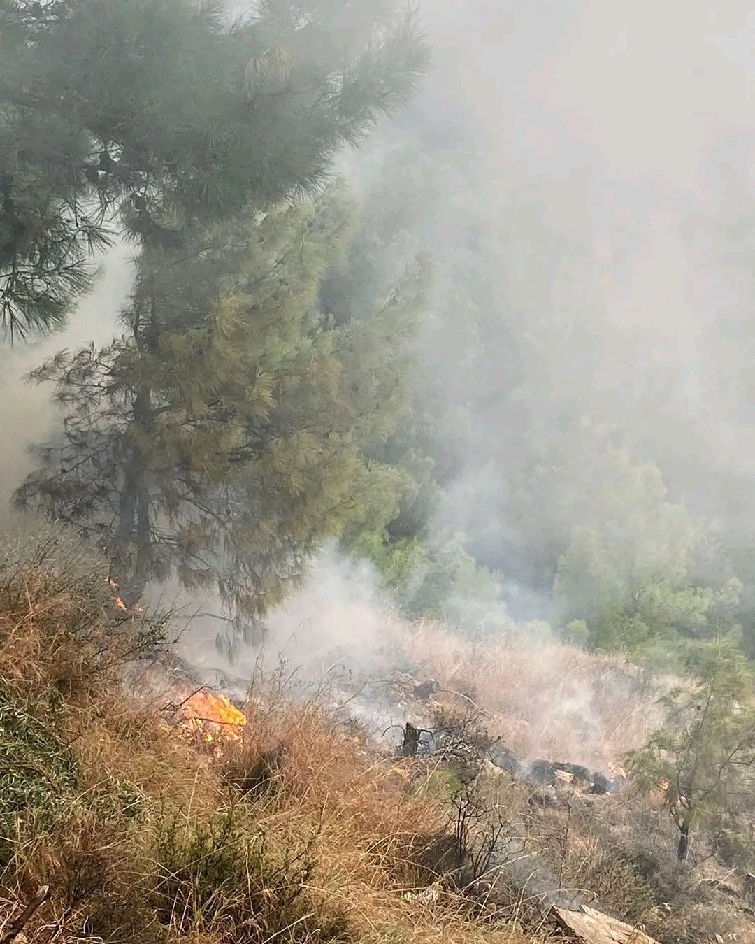 İskenderun’da Orman Yangını Korkuttu: Ekipler Müdahale Etti - Sayfa 3