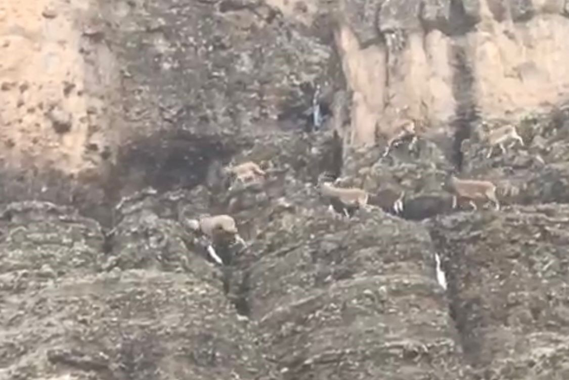 Malatya’da Nesli Tehlikede Olan Yaban Keçileri Sürü Halinde Görüntülendi - Sayfa 1