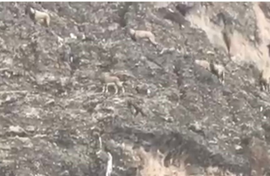 Malatya’da Nesli Tehlikede Olan Yaban Keçileri Sürü Halinde Görüntülendi - Sayfa 2