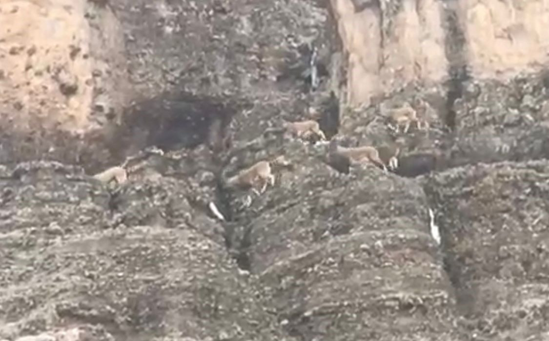 Malatya’da Nesli Tehlikede Olan Yaban Keçileri Sürü Halinde Görüntülendi - Sayfa 3