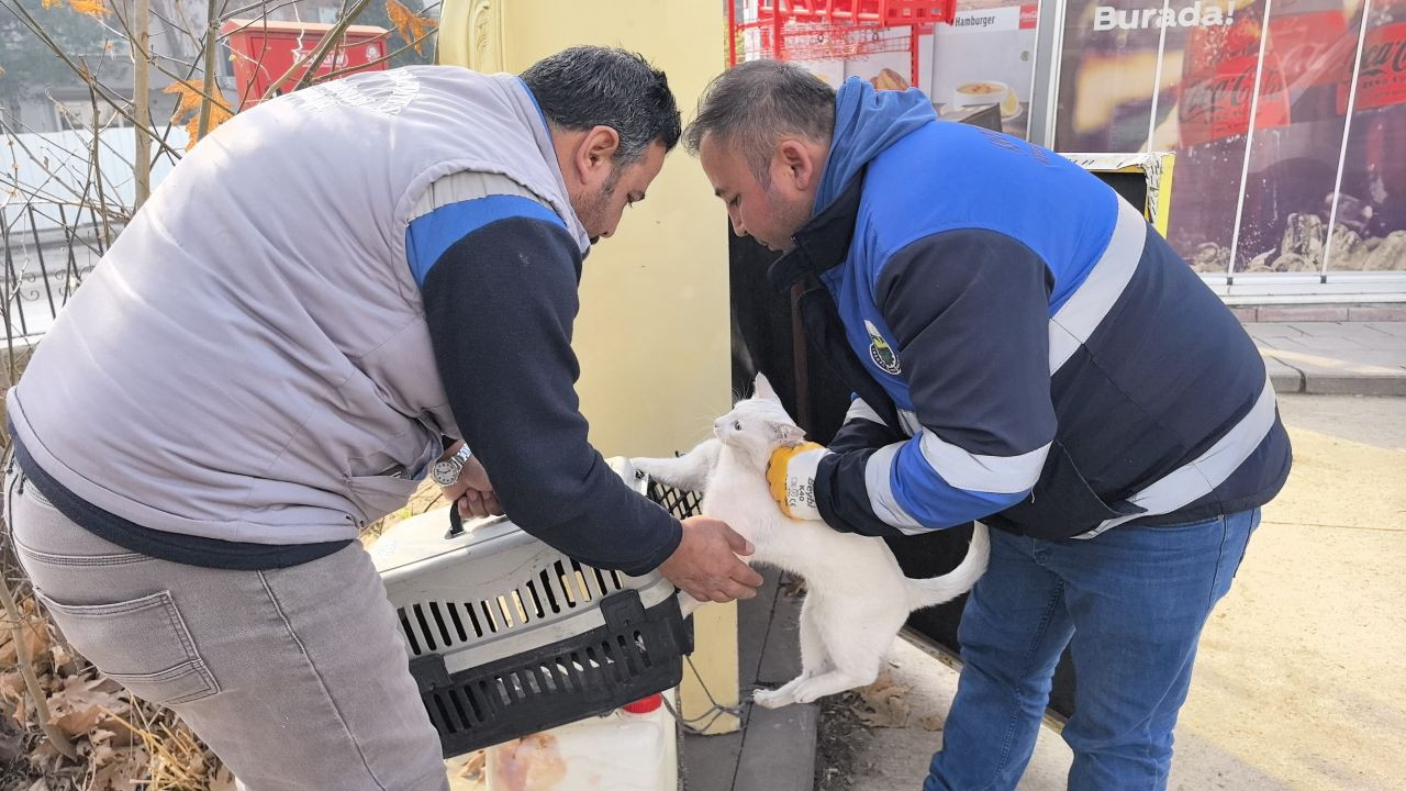 Bursa'da Bacağı Kırılan Kedi Hastanenin Acil Servisine Geldi! - Sayfa 2