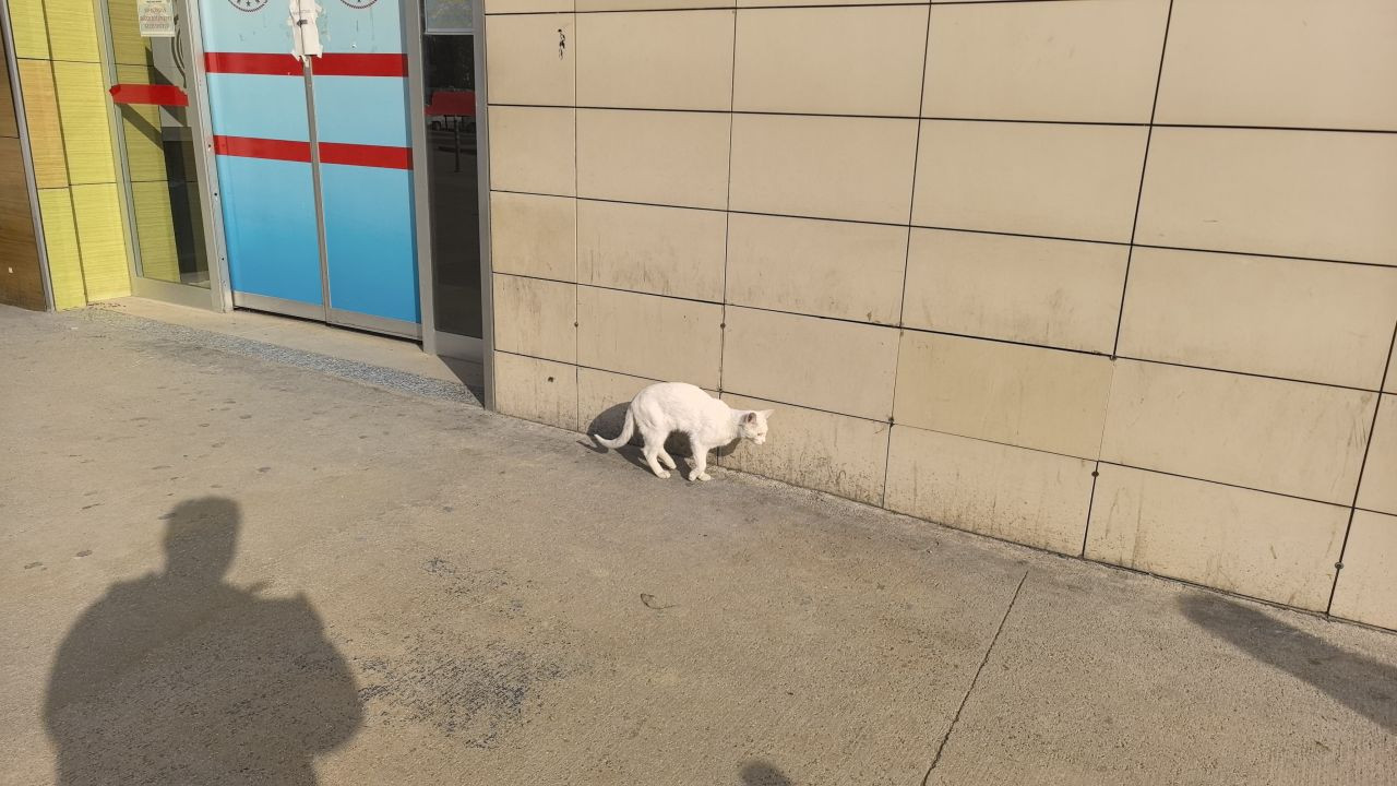 Bursa'da Bacağı Kırılan Kedi Hastanenin Acil Servisine Geldi! - Sayfa 4