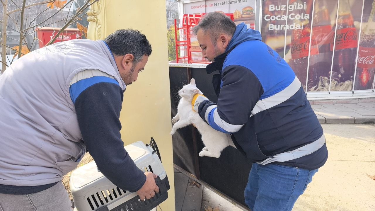 Bursa'da Bacağı Kırılan Kedi Hastanenin Acil Servisine Geldi! - Sayfa 5