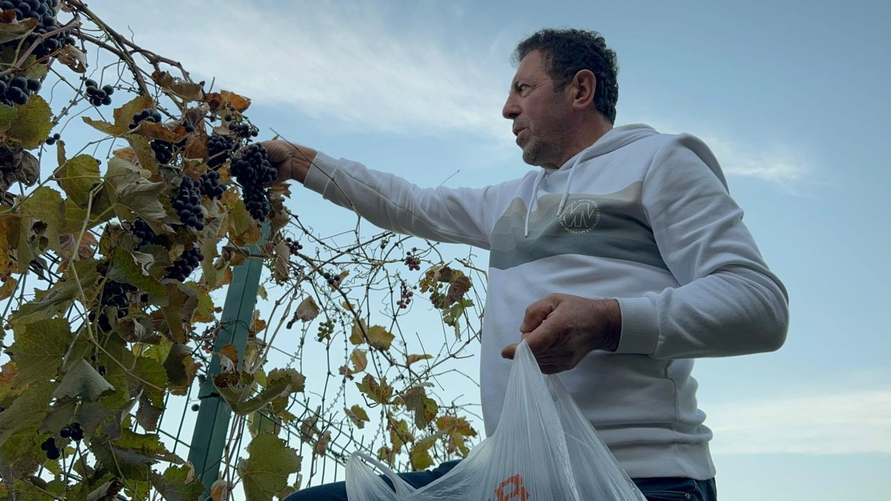 Bahçesindeki Üzümü İkinci Kez Hasat Etti, Gördüklerine İnanamadı! - Sayfa 1