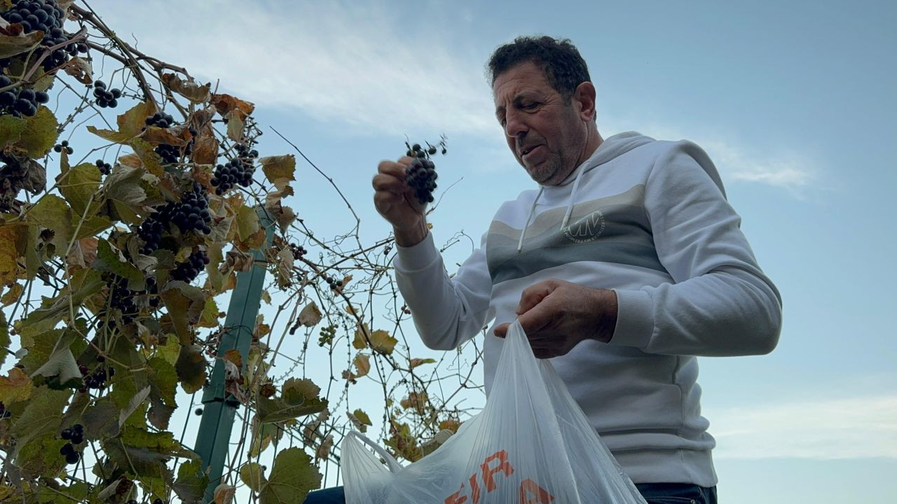 Bahçesindeki Üzümü İkinci Kez Hasat Etti, Gördüklerine İnanamadı! - Sayfa 2