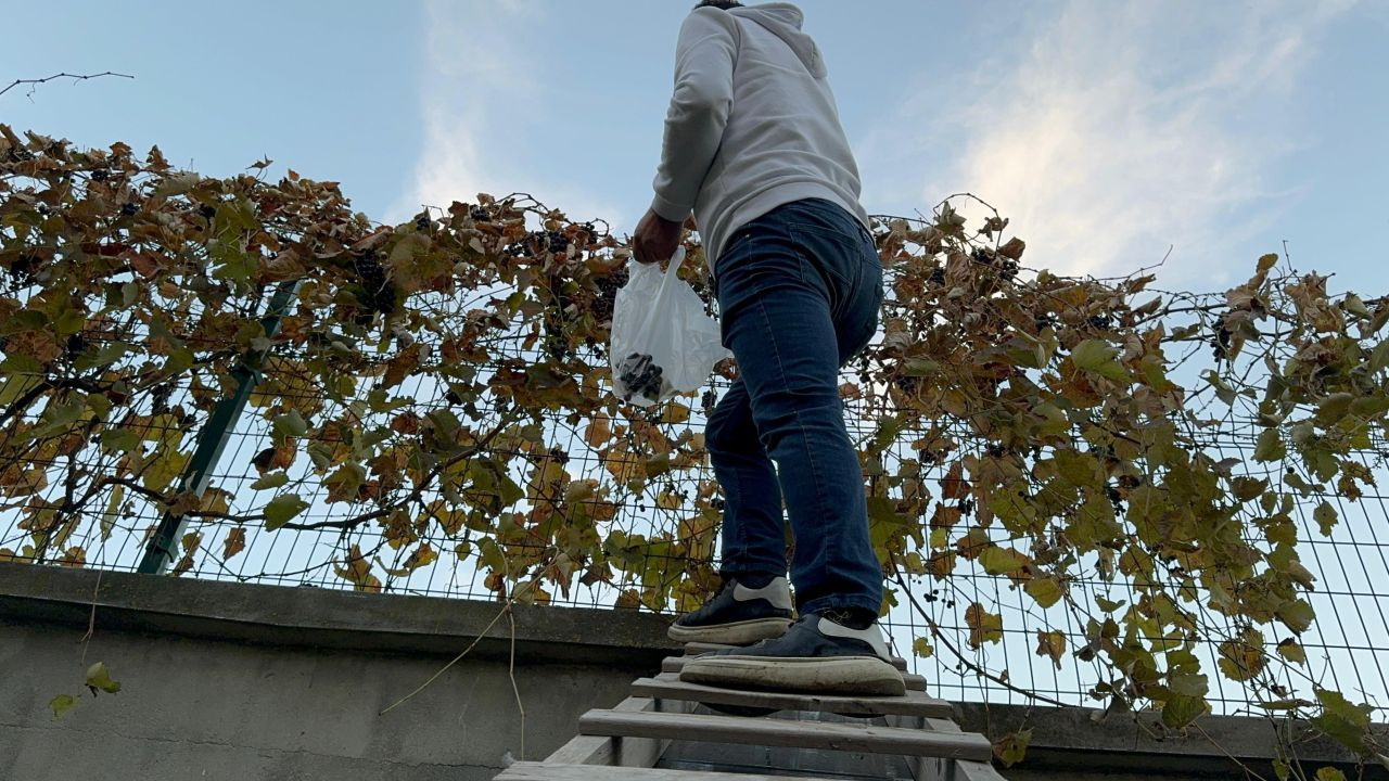 Bahçesindeki Üzümü İkinci Kez Hasat Etti, Gördüklerine İnanamadı! - Sayfa 3