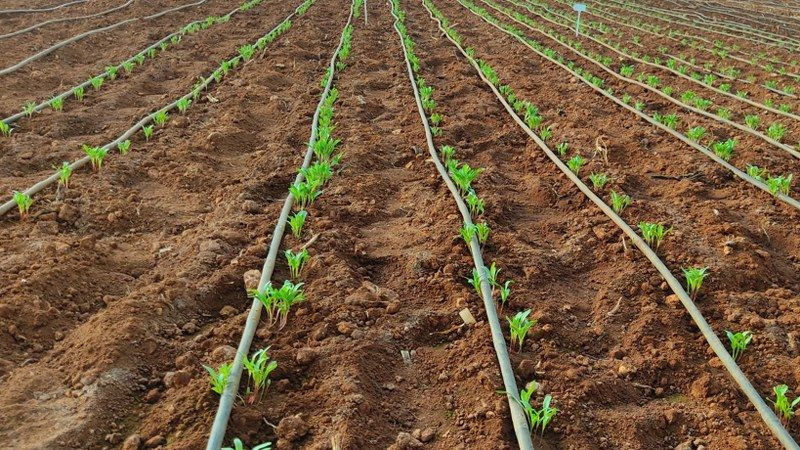 Selçuk Üniversitesi Türk Çiftçisini Dışa Bağımlılıktan Kurtaracak - Sayfa 5