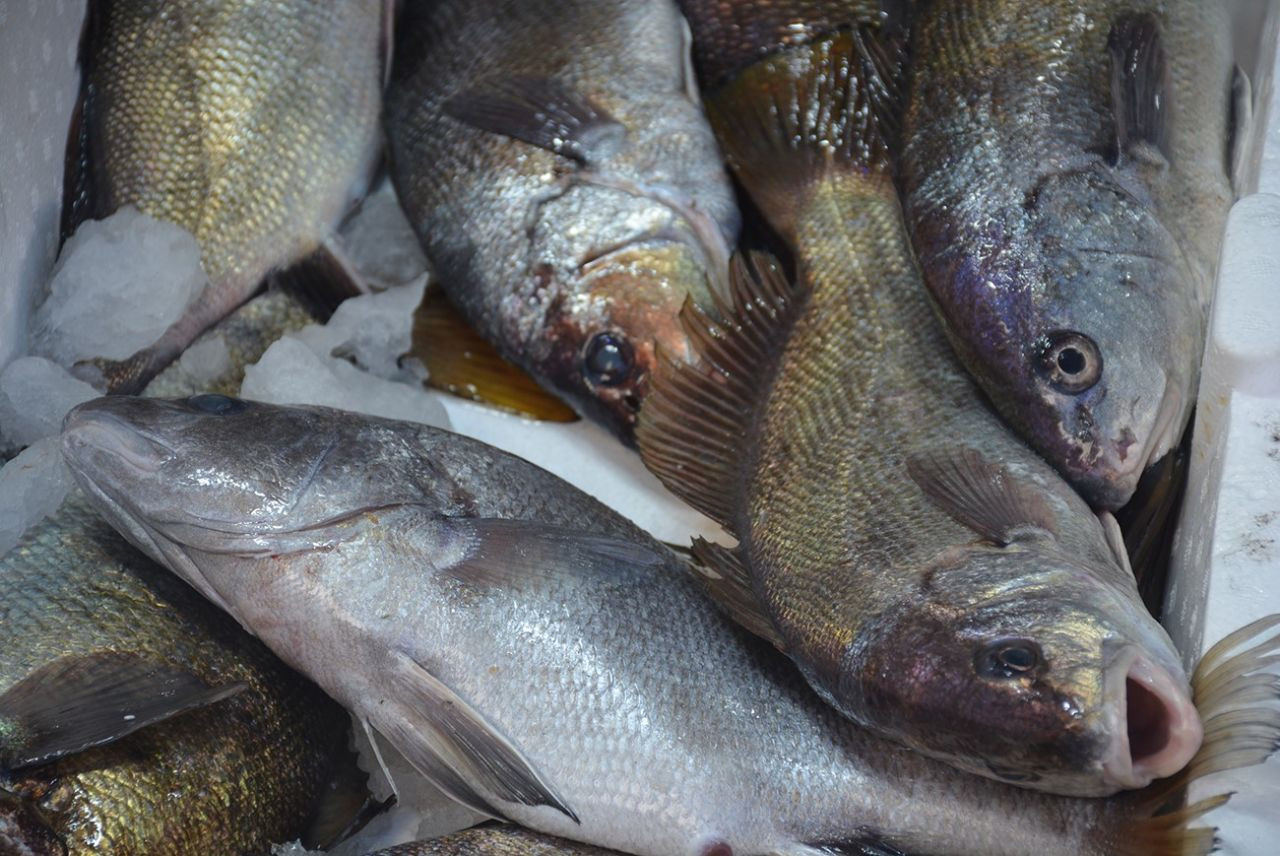 Eşkina Balığının İnanılmaz Faydası: Tezgahlarda Kilosu 200 TL'den Satışa Sunuldu! - Sayfa 1