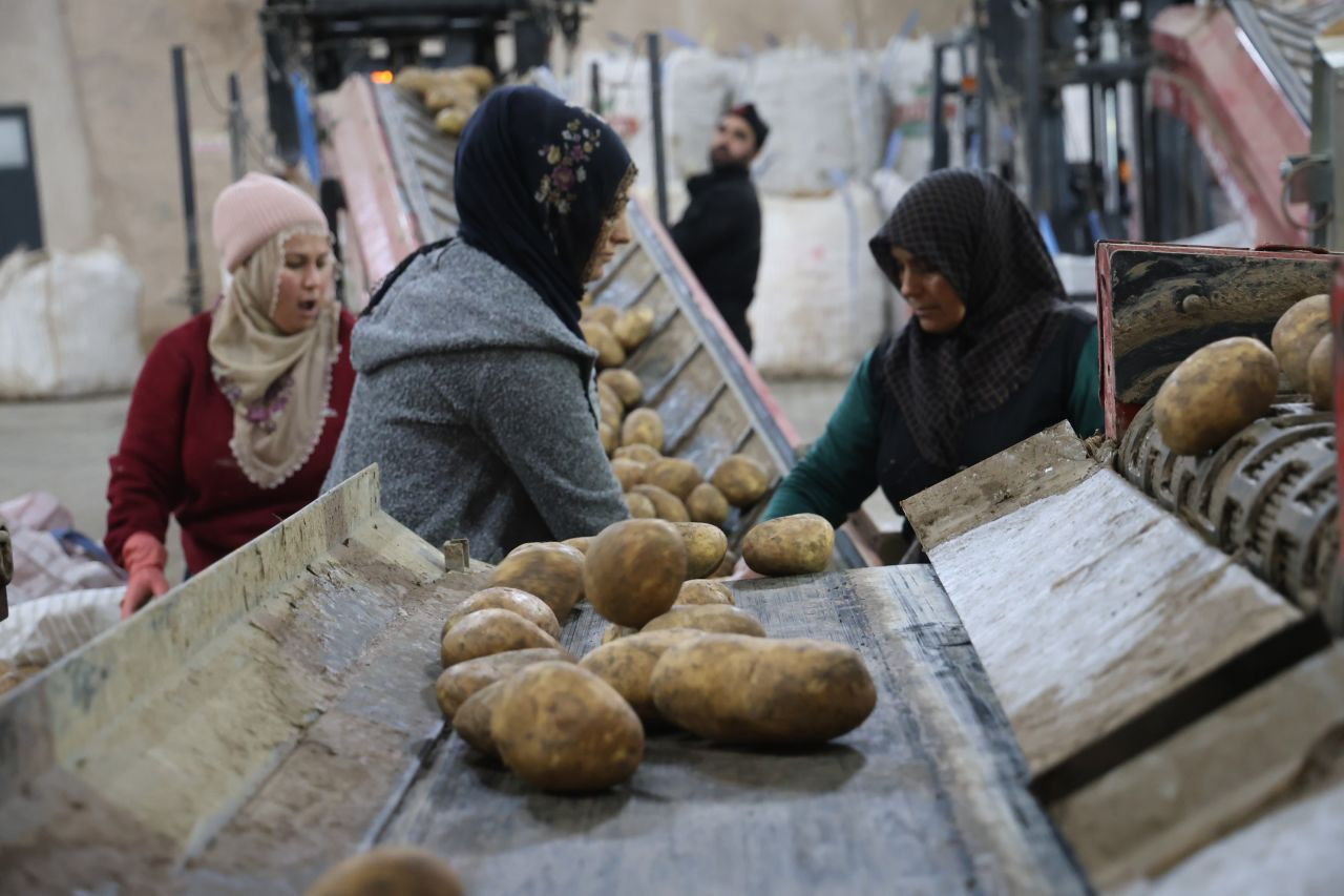 2024 Yılında 6 Milyon 500 Bin Ton Patates Üretimi Yapıldı - Sayfa 1