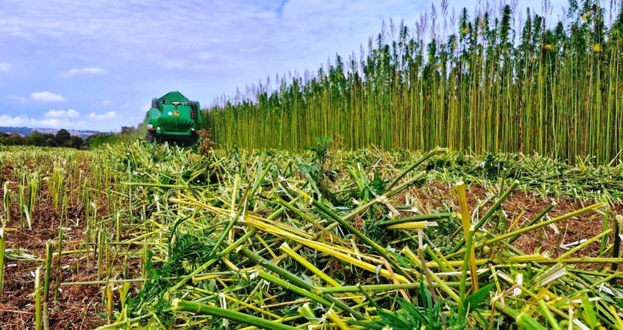 Bağımlılar, 'Endüstriyel Kenevir' Tarlalarına Dadanmaktan Vazgeçti - Sayfa 1