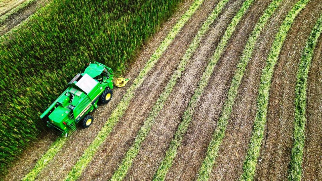 Bağımlılar, 'Endüstriyel Kenevir' Tarlalarına Dadanmaktan Vazgeçti - Sayfa 2