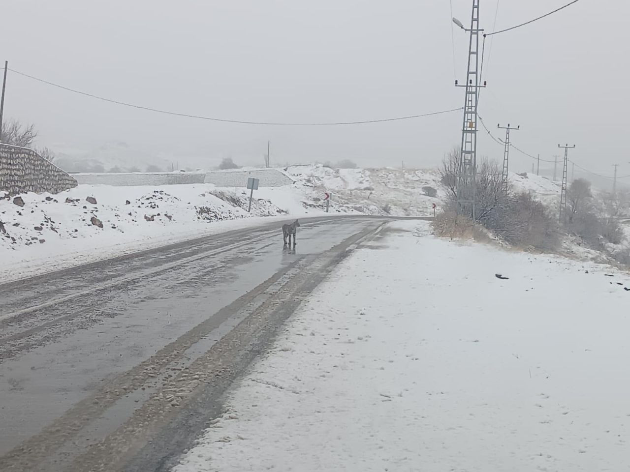 Malatya’da Nesli Tükenmekte Olan Vaşak Görüldü - Sayfa 1