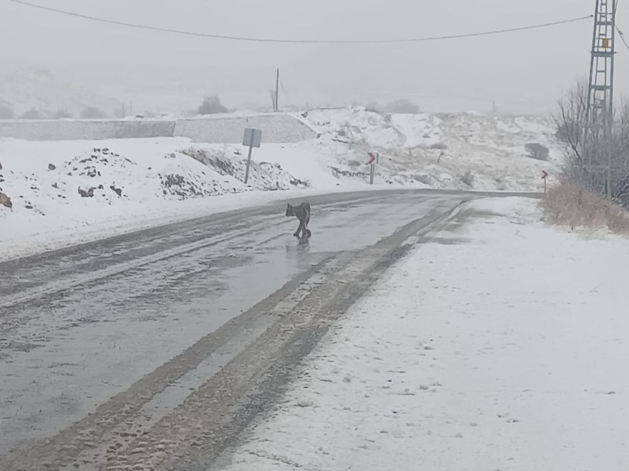 Malatya’da Nesli Tükenmekte Olan Vaşak Görüldü - Sayfa 2