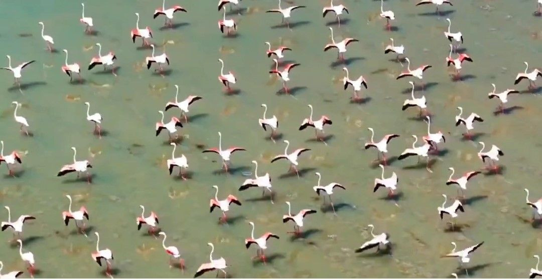 Göçmen Misafirleri Flamingolar, Van'ı Çok Sevdi - Sayfa 1