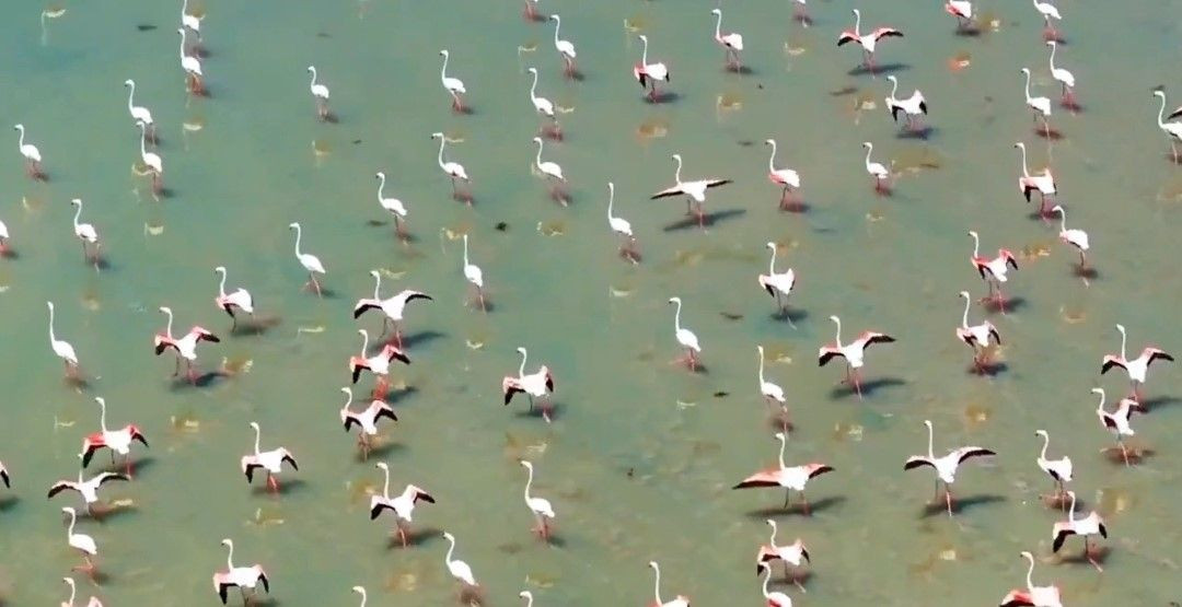 Göçmen Misafirleri Flamingolar, Van'ı Çok Sevdi - Sayfa 2