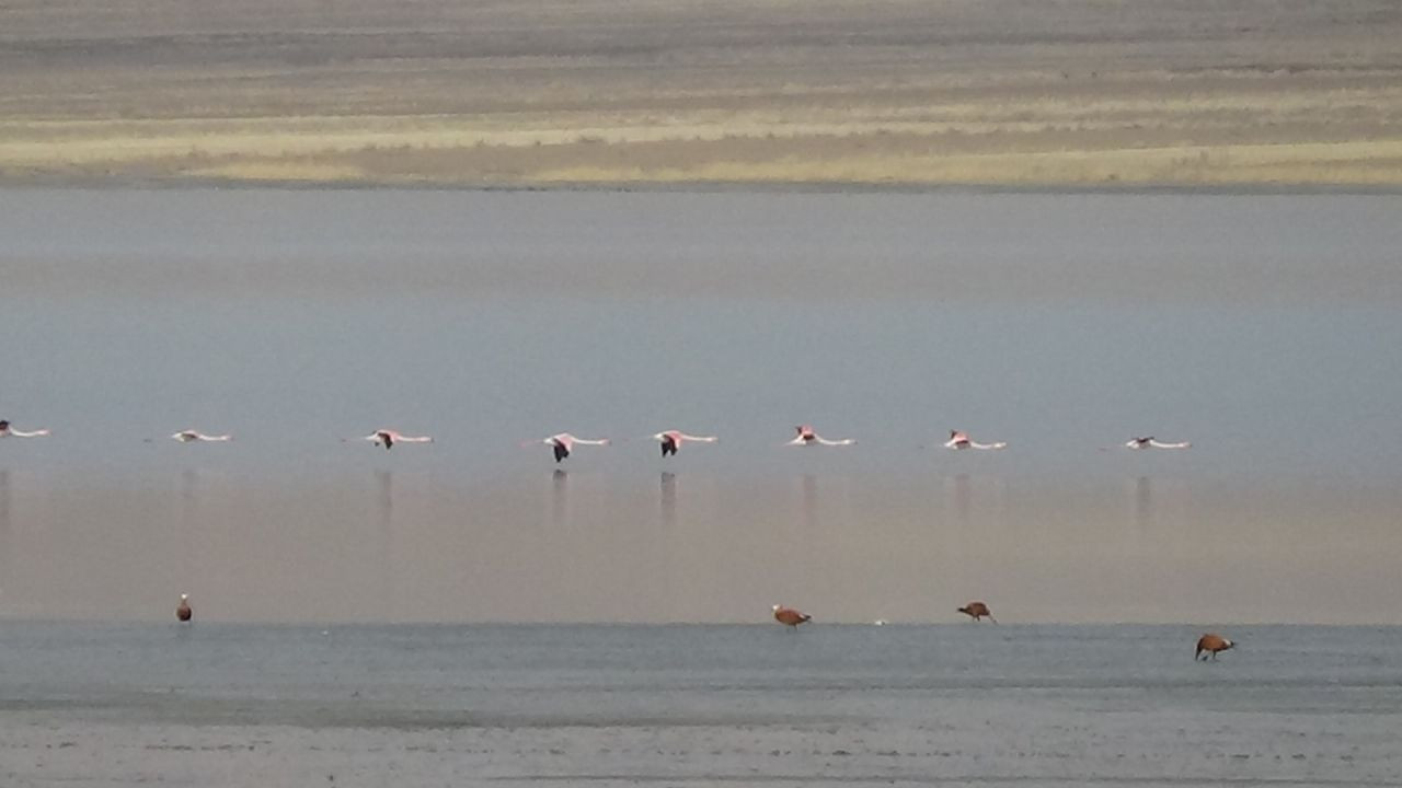 Göçmen Misafirleri Flamingolar, Van'ı Çok Sevdi - Sayfa 6