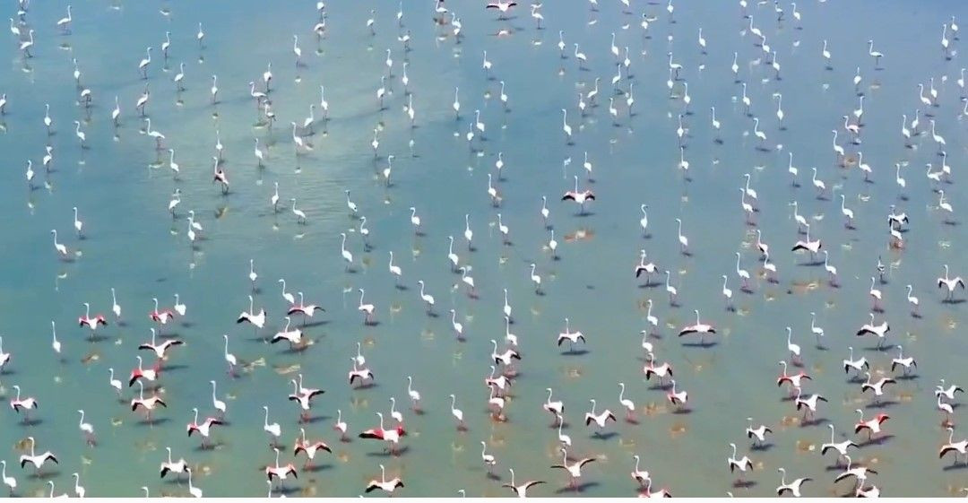 Göçmen Misafirleri Flamingolar, Van'ı Çok Sevdi - Sayfa 7