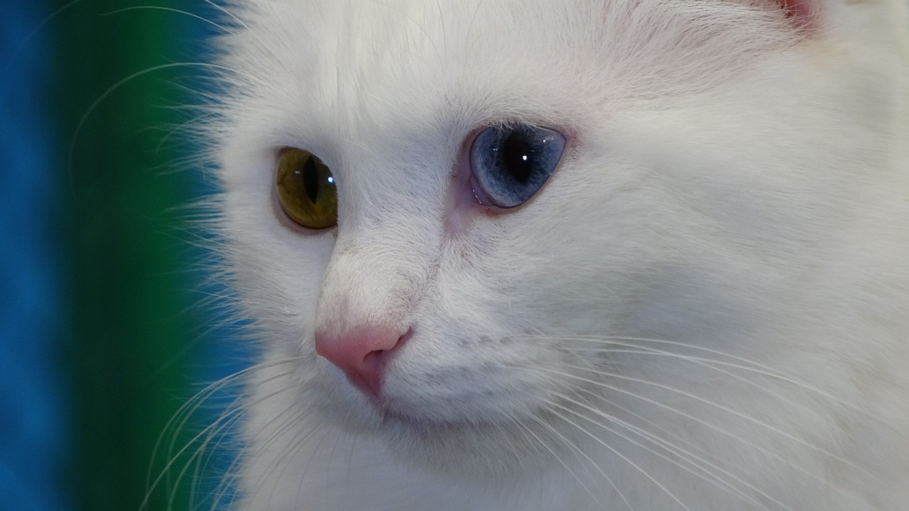 150 Van Kedisi dünyaya geldi