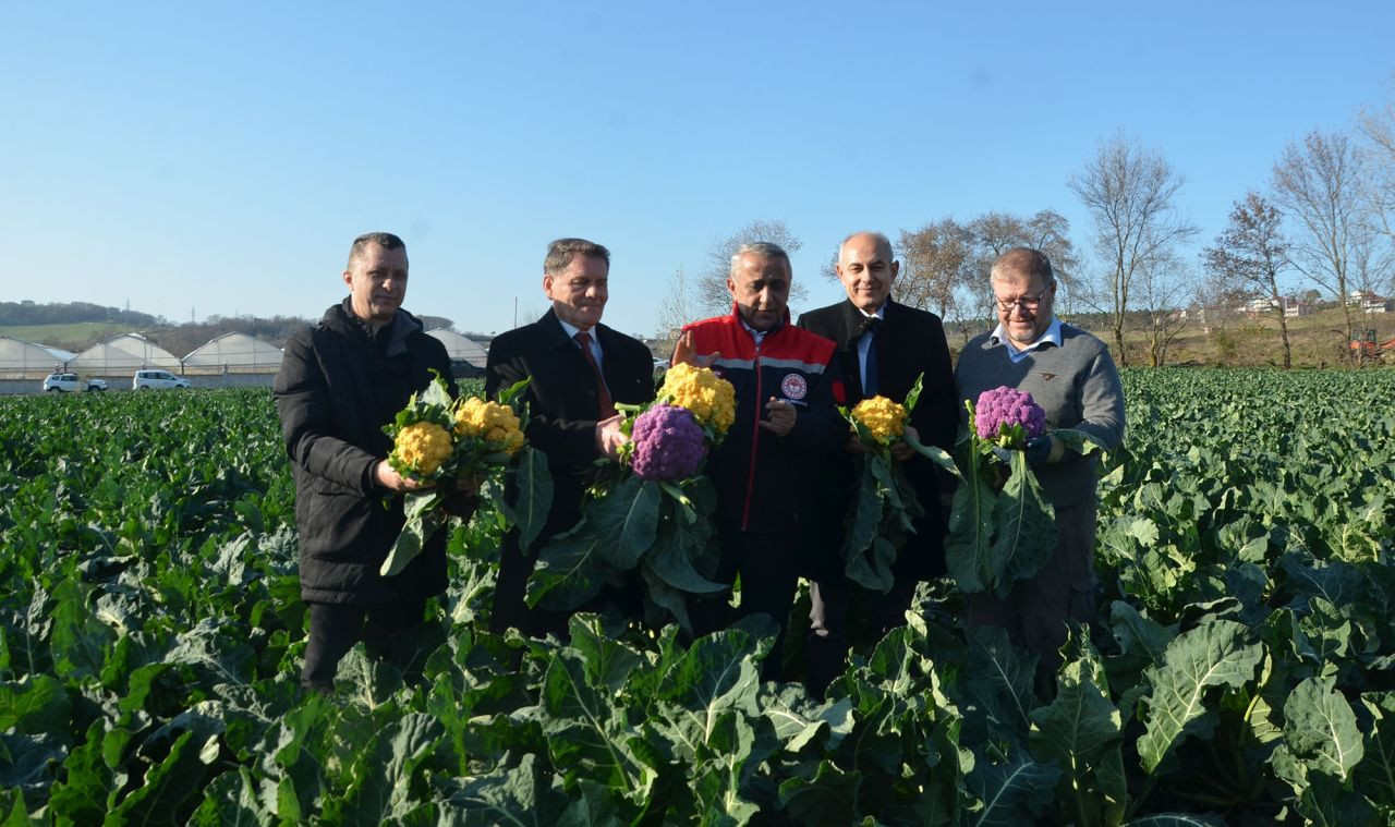 Rengarenk Karnabaharların Hasadı Yapıldı - Sayfa 1