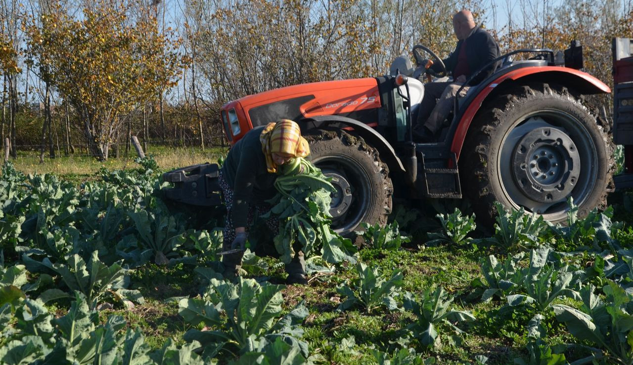 Rengarenk Karnabaharların Hasadı Yapıldı - Sayfa 3