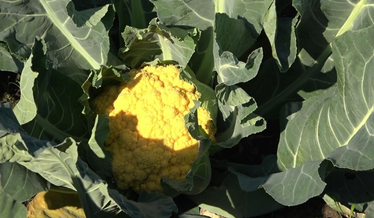 Rengarenk Karnabaharların Hasadı Yapıldı - Sayfa 4