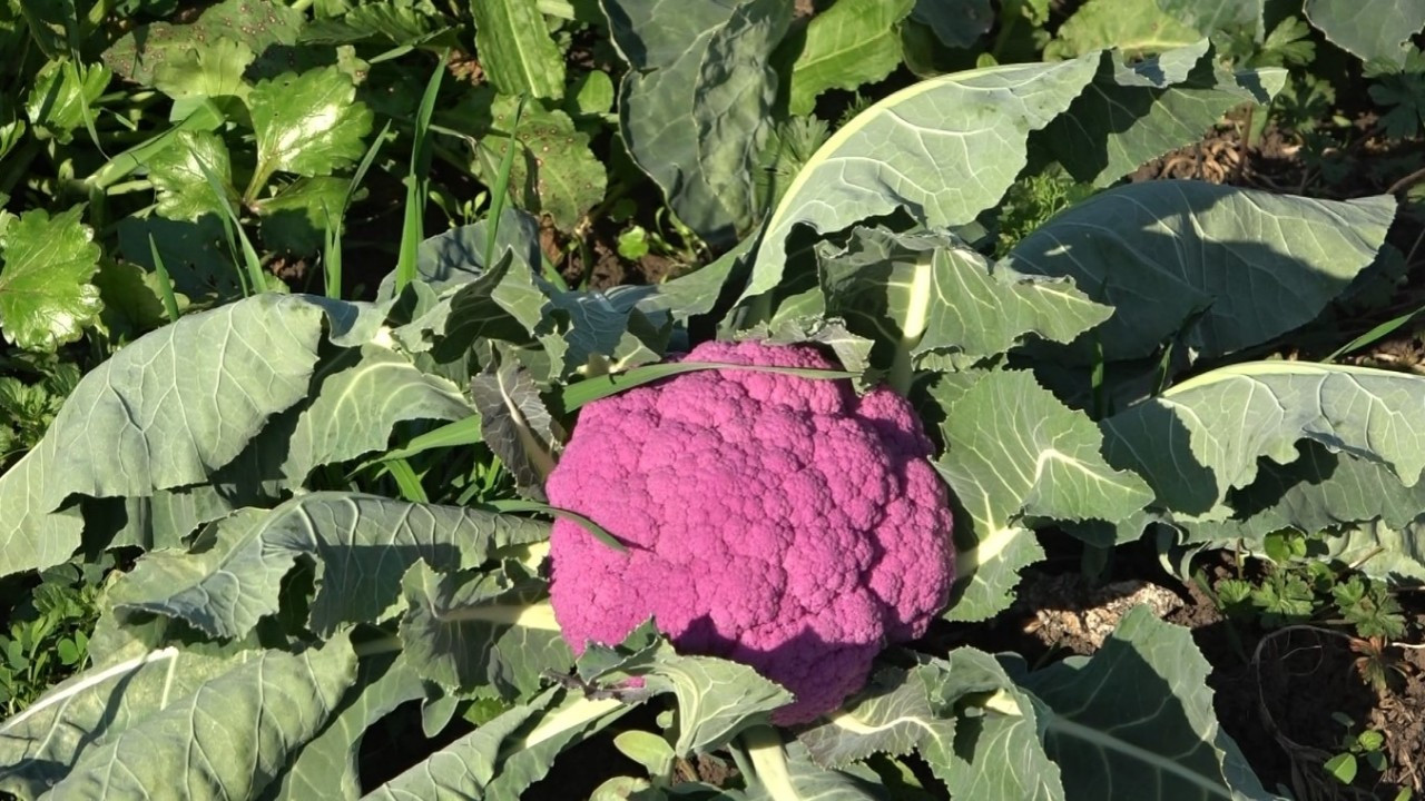 Rengarenk Karnabaharların Hasadı Yapıldı