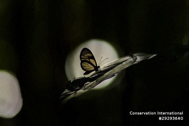 Peru Amazonları'nda 27 Yeni Tür Keşfedildi - Sayfa 6