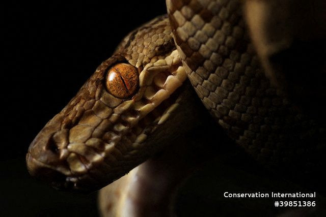 Peru Amazonları'nda 27 Yeni Tür Keşfedildi - Sayfa 5