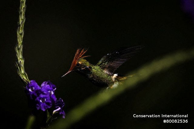 Peru Amazonları'nda 27 Yeni Tür Keşfedildi - Sayfa 3