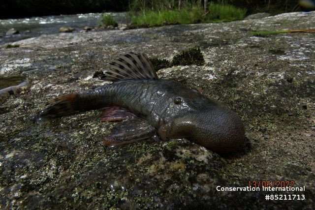 Peru Amazonları'nda 27 Yeni Tür Keşfedildi - Sayfa 1