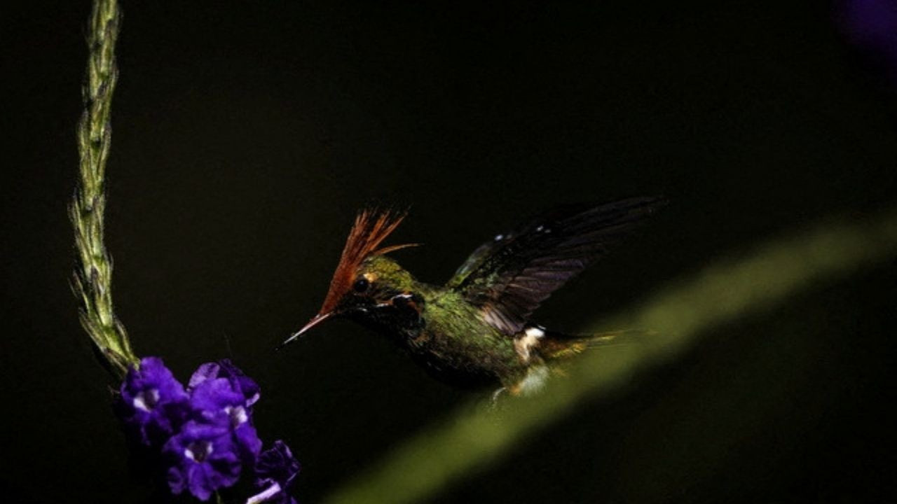 Peru Amazonları'nda 27 Yeni Tür Keşfedildi