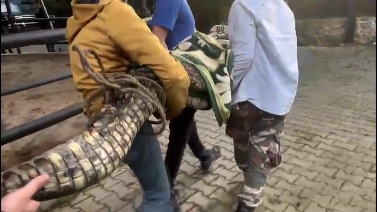 Beykoz’da Kaçak Egzotik Hayvan Operasyonu: Nil Timsahı ve Anakonda Ele Geçirildi