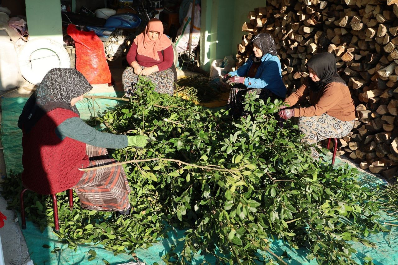Samsun'da Defne Yaprağı Kırsal Kesimin Gelir Kapısı Oldu - Sayfa 1