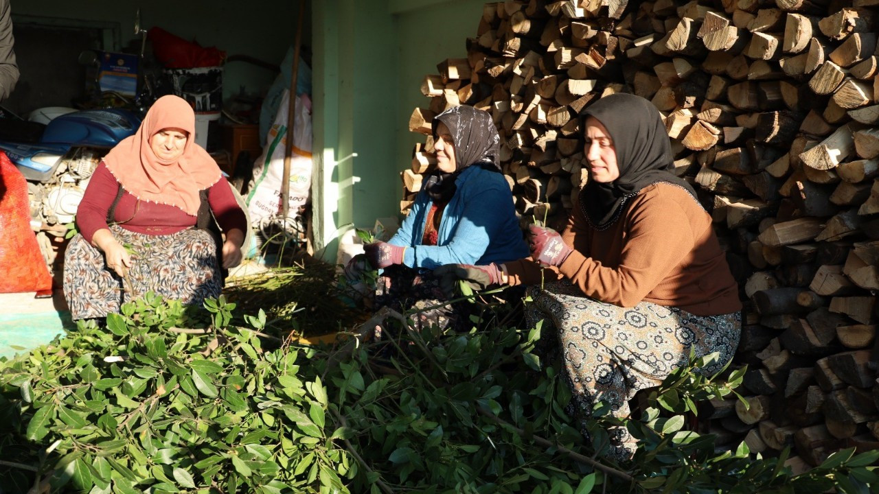 Samsun'da Defne Yaprağı Kırsal Kesimin Gelir Kapısı Oldu