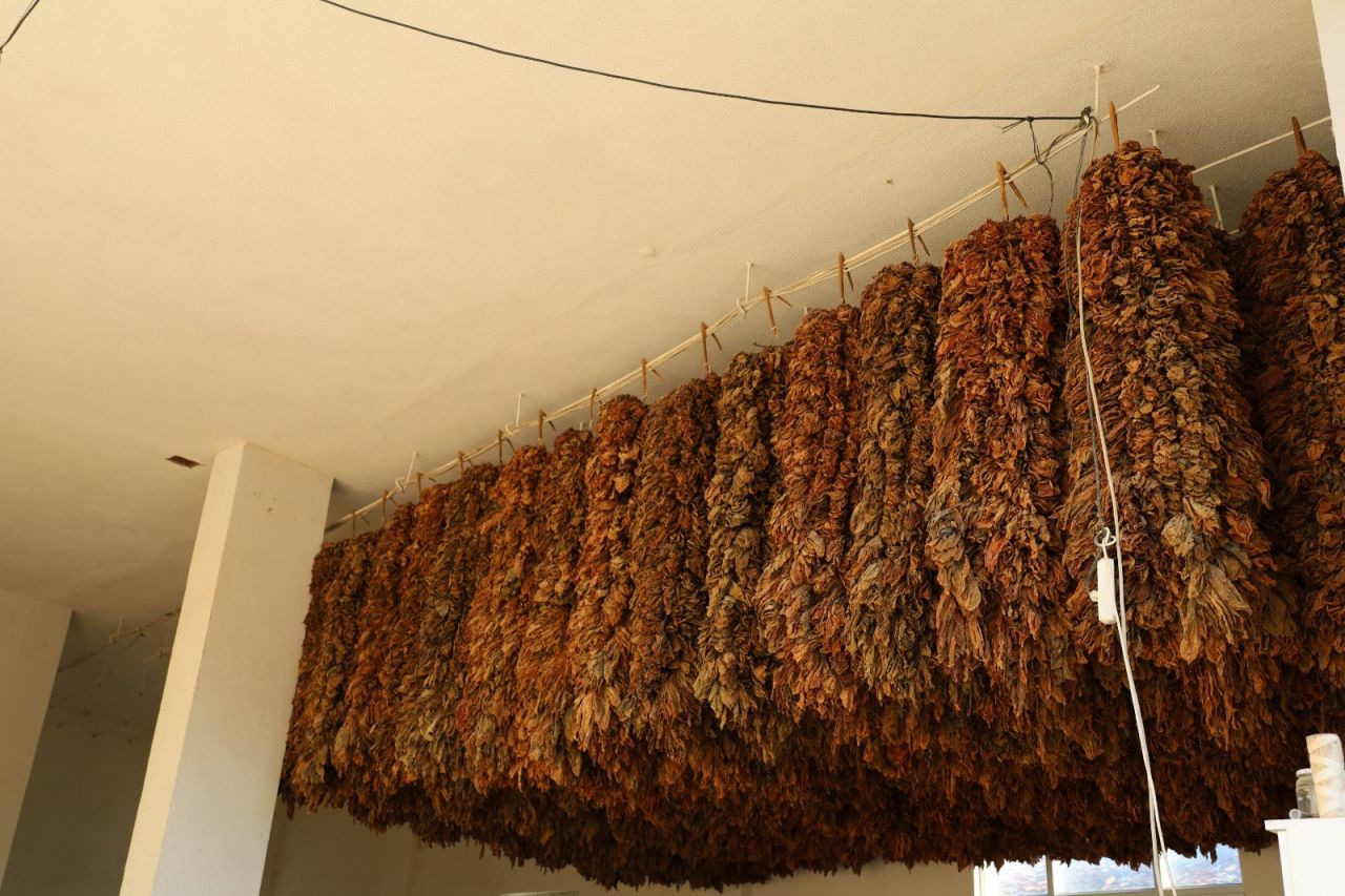 Üreticilerin, Tütün Fiyat Beklentisi 450 TL! - Sayfa 3