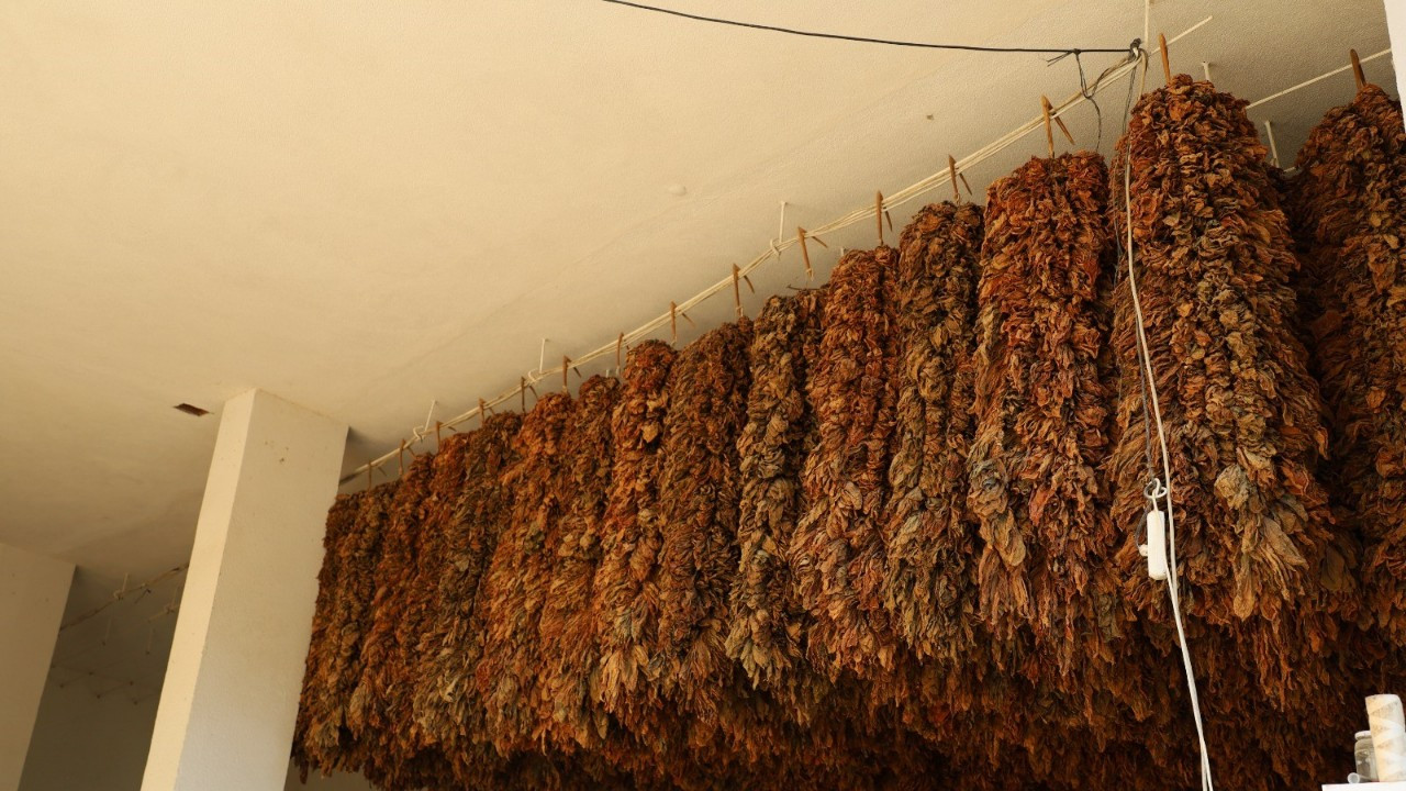 Üreticilerin, Tütün Fiyat Beklentisi 450 TL!