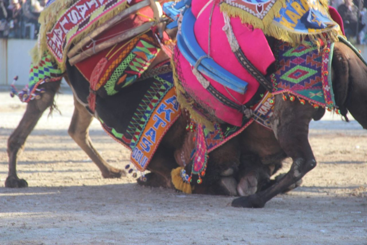 Bayramiç’te 6 Bin Kişi Deve Güreşlerini İzledi - Sayfa 1