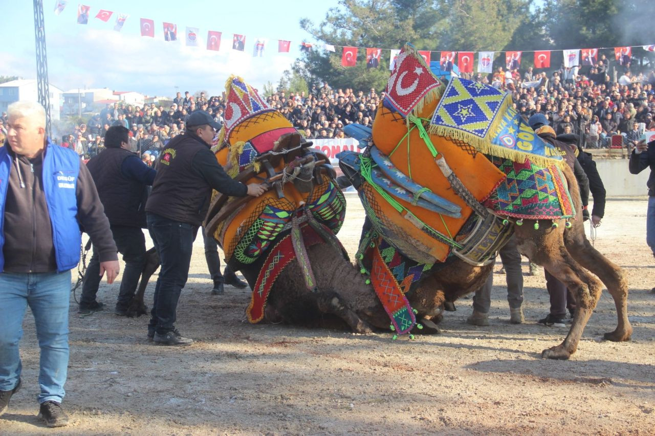 Bayramiç’te 6 Bin Kişi Deve Güreşlerini İzledi - Sayfa 3