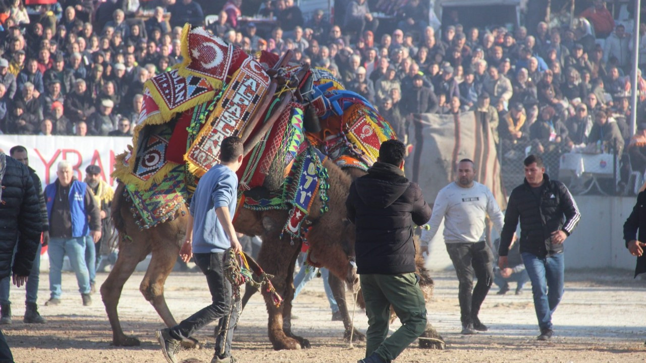 Bayramiç’te 6 Bin Kişi Deve Güreşlerini İzledi