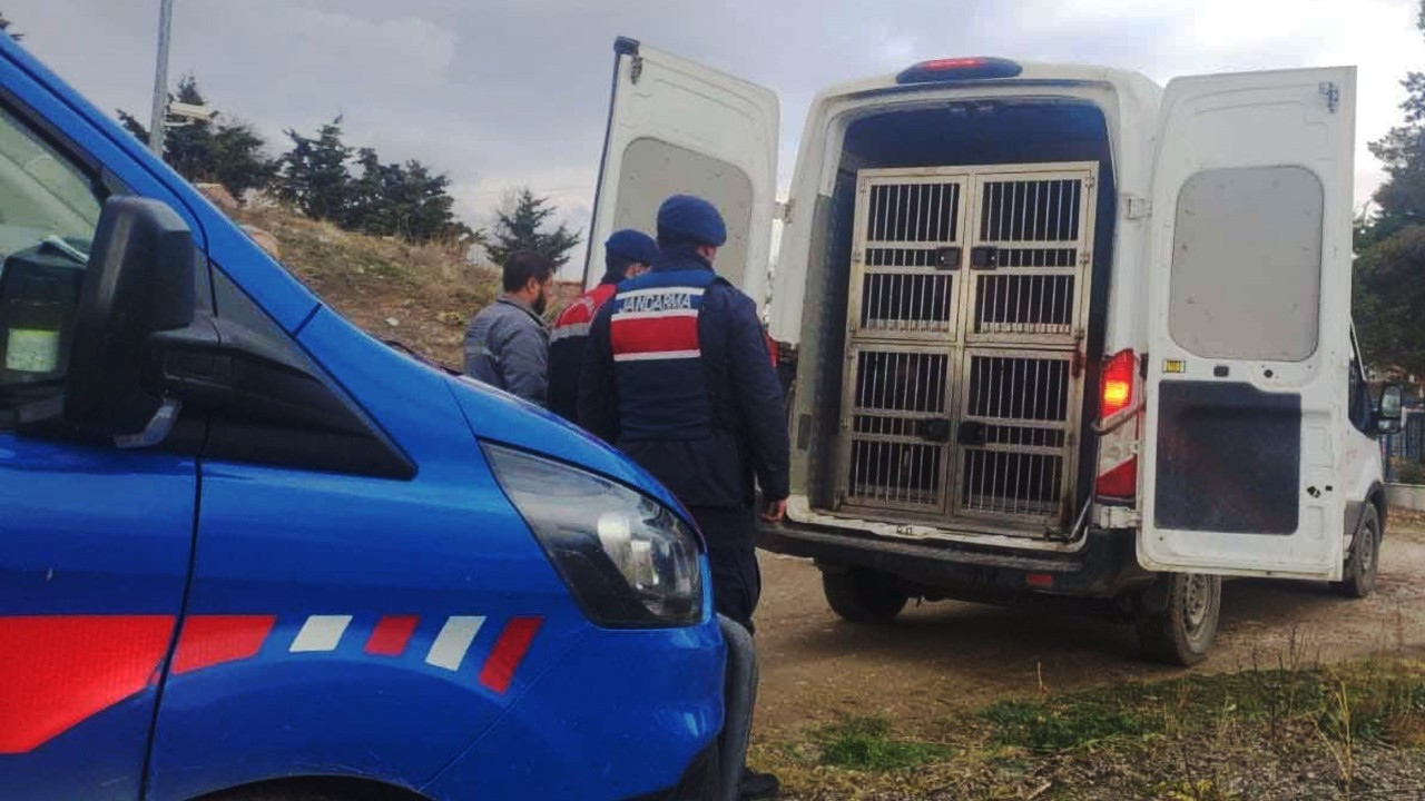 Kırıkkale'de Köpek Dövüşüne Jandarma Baskını: 12 Bin 850 TL Ceza