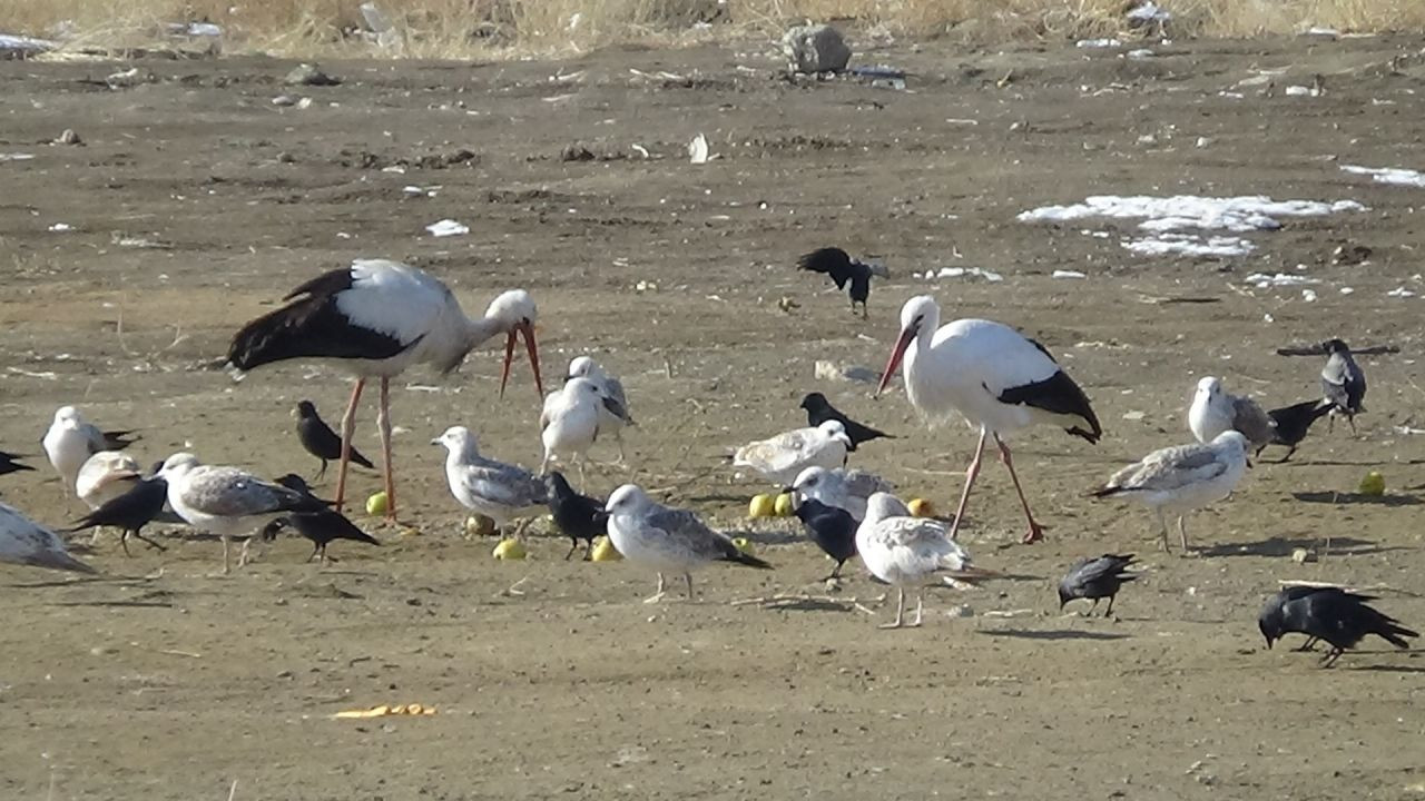 Baharın müjdecisi leylekler bu yılda Van'dan göç etmedi - Sayfa 5