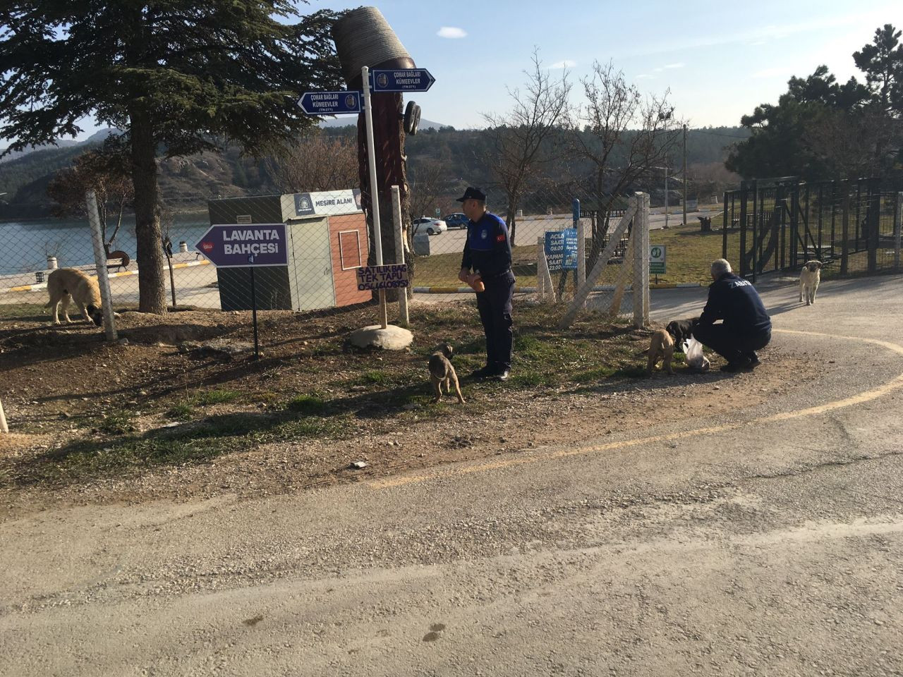 Çorum'da Zabıta Ekiplerinden Sokak Hayvanlarına Şefkat Eli - Sayfa 2