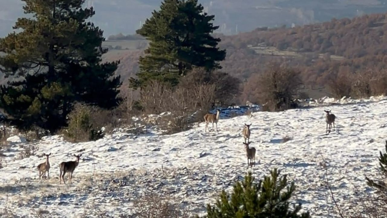 Bolu’da yiyecek arayan karaca sürüsü görüntülendi